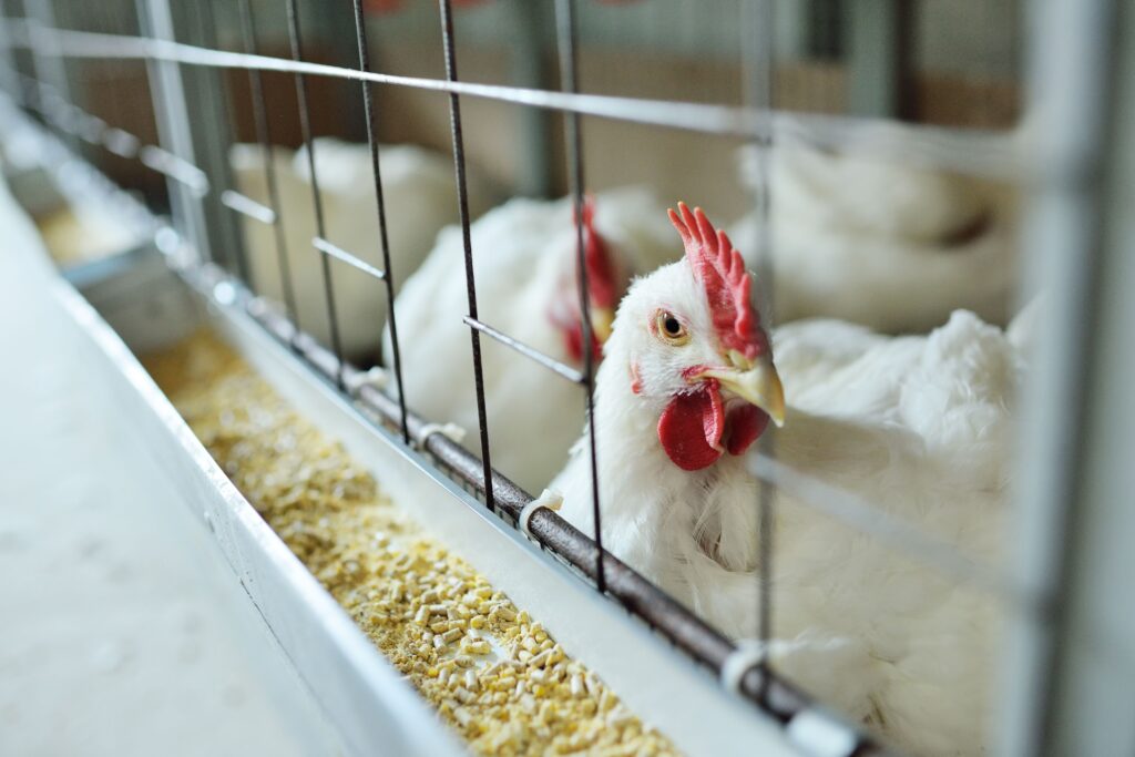 gripe-aviaria:-morte-de-cisnes-em-zoologico-no-rs-tambem-e-apurada