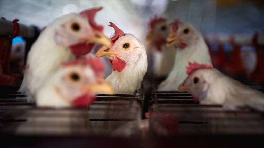 restricao-chinesa-ao-frango-deve-custar-mais-de-us$-100-milhoes-por-mes