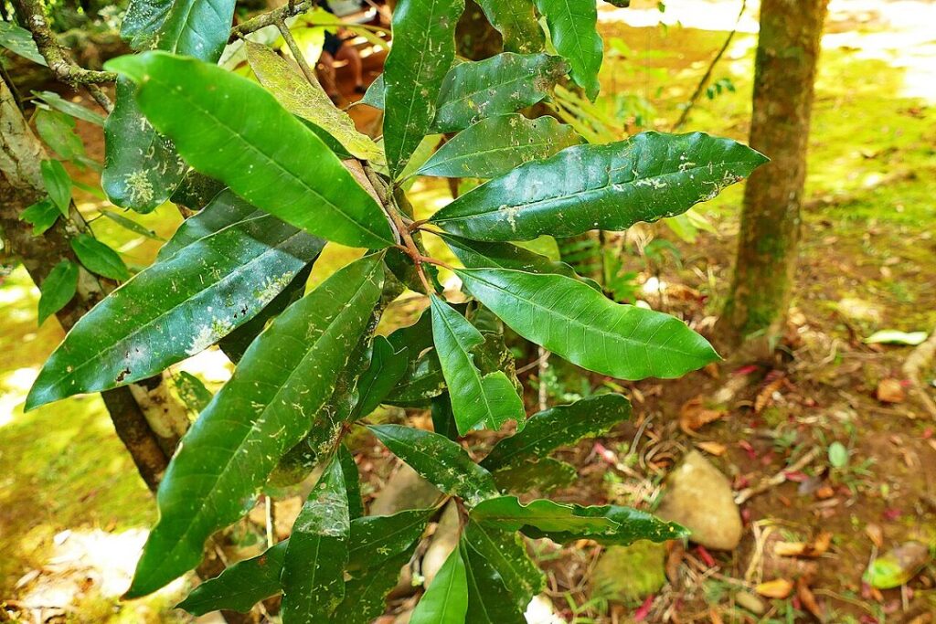agromineracao:-procuram-se-plantas-brasileiras-que-acumulam-metais