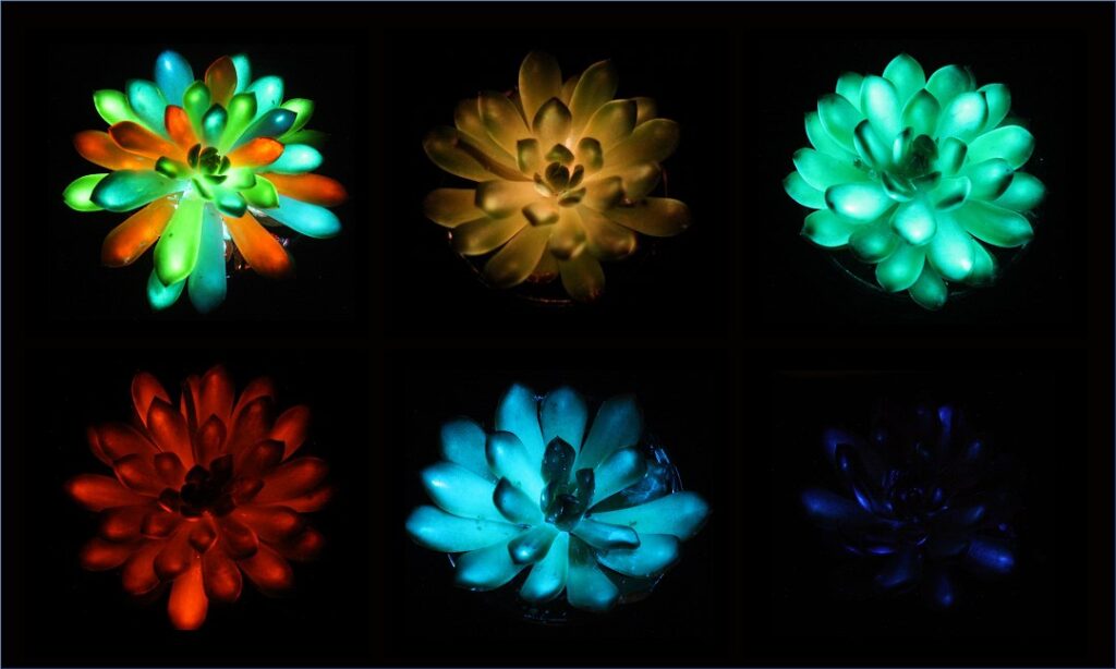 suculentas-brilham-como-lampadas-e-recarregam-com-luz-do-sol