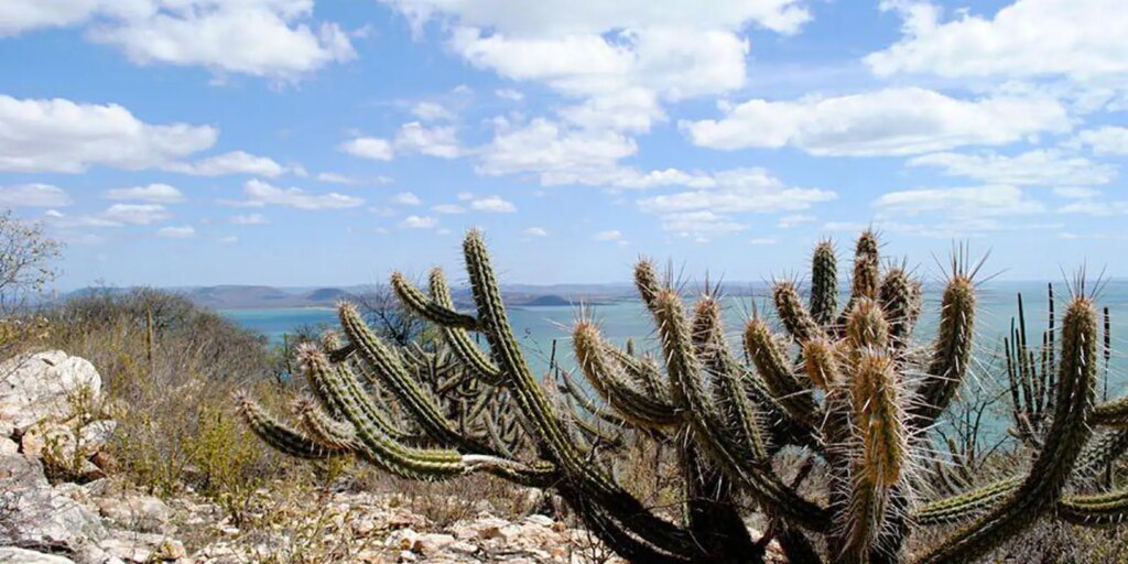aumentam-as-usinas-de-energia-solar-nas-areas-de-caatinga