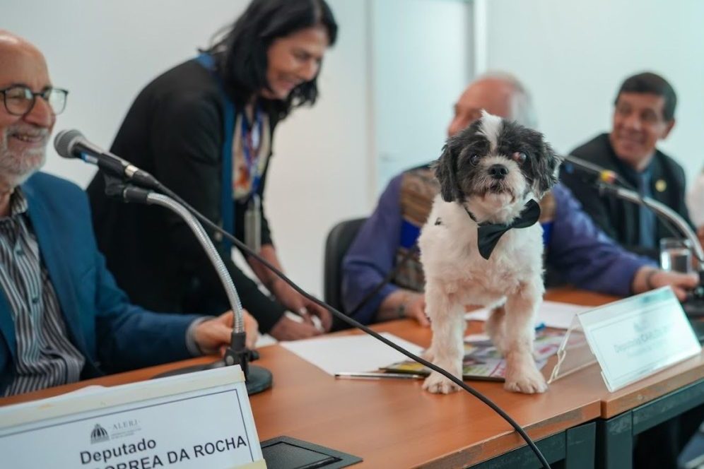novo-codigo-dos-animais-endurece-regras-no-rj:-fogos-proibidos,-transporte-seguro-e-multas-altas